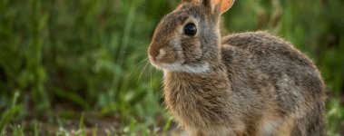 An alert cottontail rabbit stares intently at something outside the camera's view.