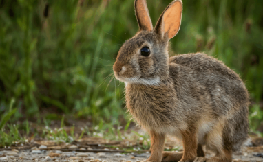 An alert cottontail rabbit stares intently at something outside the camera's view.