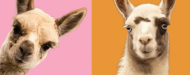 An image of pink and orange color blocks, the pink has a cut out of a young alpaca and the orange has a cut out of a white and brown llama with blue eyes.