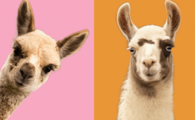 An image of pink and orange color blocks, the pink has a cut out of a young alpaca and the orange has a cut out of a white and brown llama with blue eyes.