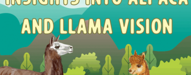 A colorful background of teal and deep greys, greens, and blues makes up a scene of mountains and sky and trees and grass. A black and white llama stands at the forefront, along with a little brown alpaca. Above their heads a sign reads "Insights Into Alpaca And Llama Vision".
