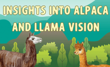 A colorful background of teal and deep greys, greens, and blues makes up a scene of mountains and sky and trees and grass. A black and white llama stands at the forefront, along with a little brown alpaca. Above their heads a sign reads "Insights Into Alpaca And Llama Vision".