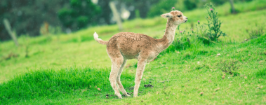 A small cria (baby alpaca) stands in the middle of a bright green field and prepares to defecate.