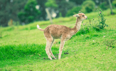 A small cria (baby alpaca) stands in the middle of a bright green field and prepares to defecate.