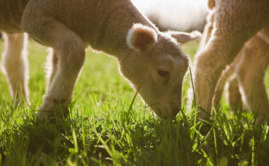 A lamb eats fresh spring grass in the sun.