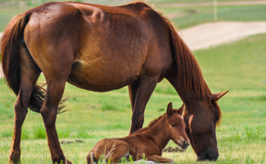 A reddish brown mother horse eats grass with her foal resting beside her.