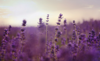 A picture of a lavender field.