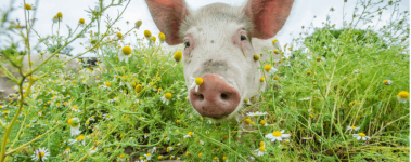 A sweet light-skinned sanctuary pig resident reaches their snoot toward the viewer while walking through a filed of small white daisies.