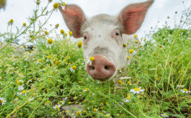 A sweet light-skinned sanctuary pig resident reaches their snoot toward the viewer while walking through a filed of small white daisies.