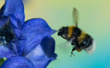 A bee flies towards a blue flower.