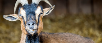 A black and brown goat with horns squints at the camera with their bottom teeth showing.