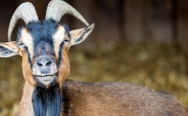 A black and brown goat with horns squints at the camera with their bottom teeth showing.