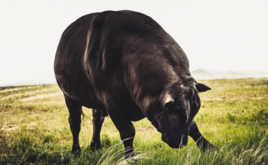 A blackish brown bull paws the ground with their head lowered. They are standing in a green pasture.