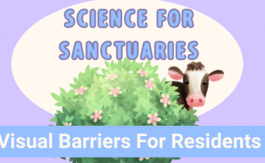 A lilac background has a header that reads: Science For Sanctuaries: Visual Barriers For Residents?". A light and dark green bush with pink flowers has a sweet black and white calf with a cute pink nose.