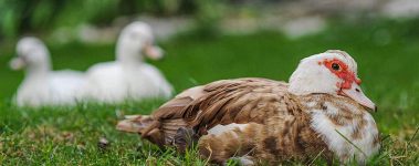 Rescued residents at Cedar Row Sanctuary.