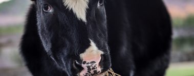 black and white cow eating hay