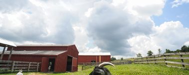 Farm Sanctuary was co-founded by Gene Baur and Lorri Houston in 1986 when they rescued Hilda, their first sheep. Farm Sanctuary was the first sanctuary of its kind, focusing wholly on rescuing and advocating for animals farmed for food. 

As of 2021, Farm Sanctuarys website states that its mission is [To] pursue bold solutions to end animal agriculture and foster just and compassionate vegan living. Today, they have sanctuaries in New York and California and at any given time are caring for almost 1,000 animals.

The sanctuaries attract thousands of visitors, interns, and volunteers each year. The New York shelter boasts 275 acres of rolling pastures, forests, an education centre, and accommodation for guests, and the Southern California shelter has 26 acres. Educational events about animals are held at each sanctuary throughout the year. Learn more at https://www.farmsanctuary.org.