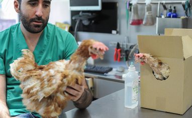 The Animal Equality team bring the rescued hens to the veterinarian for care.