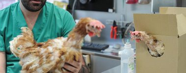 The Animal Equality team bring the rescued hens to the veterinarian for care.