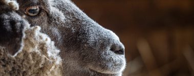 Close up of a rescued sheep resident at Farm Sanctuary Jo-Anne McArthur / We Animals