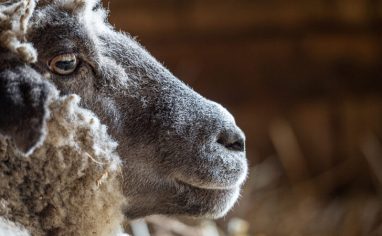 Close up of a rescued sheep resident at Farm Sanctuary Jo-Anne McArthur / We Animals