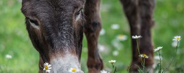 A close-up photograph of a dark brown donkey grazing in the grass.