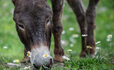 A rescued donkey at Farm Sanctuary. Farm Sanctuary, Watkins Glen, New York, USA, 2017. Jo-Anne McArthur / We Animals Media A close-up photograph of a dark brown donkey grazing in the grass.