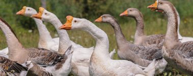 Farm Sanctuary hosts an annual summer Hoe Down, an event that draws hundreds of visitors for a weekend of education, comradery, good food, dancing, and time spent with rescued animals. 
Each year the event boasts a lineup of popular speakers on the topics of animal rights, activism, plant-based eating, sociology, and health. On Saturday evening, there is a country dance in the education centre. 

Farm Sanctuary was the first sanctuary of its kind, founded in 1986 for the purpose of rescuing and advocating for farmed animals. Learn more at https://www.farmsanctuary.org.