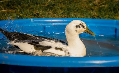 An Ancona Duck (named June) enjoys a bath in her own personal pool. Dean Farm Trust is a non-profit charity in South Wales based on 62 acres of pasture and woodland and is currently home to more than 180 animals.
The residents of Dean Farm Trust come from a variety of backgrounds: Some were unwanted pets, others were neglected, abused, or abandoned, and some were rescued from slaughter. Many of the animals at the sanctuary are extremely vulnerable and need extra care and support. Recognizing this, Dean Farm Trust cares for each animals individual physical needs as well as their psychological well-being.
Pig residents Jeff, Billy, and Linky are real standouts. Living together in their own Bachelor Pad due to their various health challenges, including blindness, deafness, foot issues, and anxiety, they all look after each other and love a good cuddle.