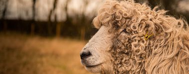 The Smallest Flock Sheep Sanctuary is a small sanctuary in Somerset, England dedicated purely to the rescue and happiness of sheep. For more than 20 years, founder Charlotte Reynolds has been running the sanctuary, giving love and affection to each and every sheep she has under her care.