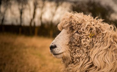 The Smallest Flock Sheep Sanctuary is a small sanctuary in Somerset, England dedicated purely to the rescue and happiness of sheep. For more than 20 years, founder Charlotte Reynolds has been running the sanctuary, giving love and affection to each and every sheep she has under her care.