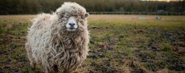 The Smallest Flock Sheep Sanctuary is a small sanctuary in Somerset, England dedicated purely to the rescue and happiness of sheep. For more than 20 years, founder Charlotte Reynolds has been running the sanctuary, giving love and affection to each and every sheep she has under her care.