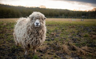 The Smallest Flock Sheep Sanctuary is a small sanctuary in Somerset, England dedicated purely to the rescue and happiness of sheep. For more than 20 years, founder Charlotte Reynolds has been running the sanctuary, giving love and affection to each and every sheep she has under her care.