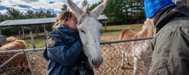 An SPCA constable with a donkey during an inspection at a roadside zoo in Canada.