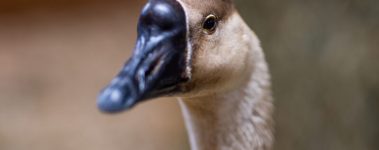 SAFE (Sanctuaire pour animaux de ferme de l'Estrie) was founded in May of 2017 by Catherine Gagnieux when friends at Humane World for Animals International asked if she could take in three pigs who escaped from the truck that was taking them to the slaughterhouse. Those pigs became the first residents of this fledgling sanctuary. As of 2021, more than 50 non-human individuals now reside at SAFE, one of only two farm animal sanctuaries in Quebec.