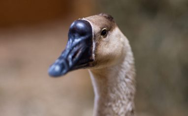 SAFE (Sanctuaire pour animaux de ferme de l'Estrie) was founded in May of 2017 by Catherine Gagnieux when friends at Humane World for Animals International asked if she could take in three pigs who escaped from the truck that was taking them to the slaughterhouse. Those pigs became the first residents of this fledgling sanctuary. As of 2021, more than 50 non-human individuals now reside at SAFE, one of only two farm animal sanctuaries in Quebec.