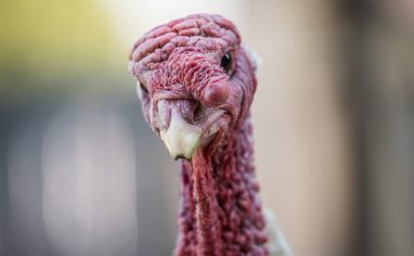 Founded in 2005 by a veterinarian and pig enthusiast, GroinGroin & Co. Refuge is a picturesque 12-hectare farm animal sanctuary located in Neuvillette-en-Charnie, France. Though GroinGroin's focus is on giving refuge to pigs and raising awareness about these sensitive animals, other species such as turkeys, chickens, goats, cows, horses, donkeys, dogs, and cats also call GroinGroin their home. Almost 100 animals currently live at GroinGroin. Some were abandoned. Others came from abusive or neglectful situations on farms or were rescued from slaughterhouses. 

Starting with a single farmhouse and a small property, the sanctuary now consists of three farmhouses, six meadows, and specialty housing for each species of animal. GroinGroin will be adding another five hectares of meadowland for the animals in 2023.

Through their education center, special events, and school tour programs, GroinGroin engages in teaching the public about animal exploitation, helps them develop empathy and respect for animals, and encourages the public to live an animal-friendly life. GroinGroin also acts as a pig-information center and runs a relocation program for abandoned and unwanted pigs, a situation to which "miniature pigs" are particularly susceptible. Since its inception, GroinGroin has found homes for over 2,000 animals and has published a freely available online guide to the care of "miniature" pigs.