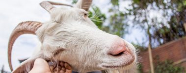 Close-up photograph of a white goat with horns who is having their head scratched by a visitor's hand. There are trees in the background.