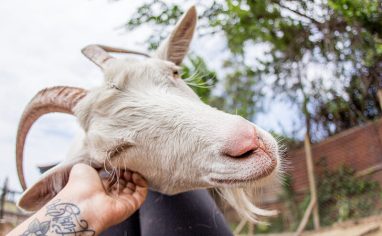 Close-up photograph of a white goat with horns who is having their head scratched by a visitor's hand. There are trees in the background.