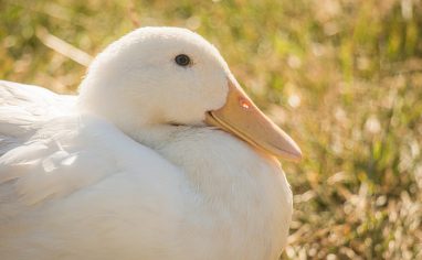 The Igualdad Sanctuary is located on the outskirts of Santiago de Chile, in a commune called El Monte. This non-profit foundation provides shelter for farm animals who have escaped from the meat, dairy, or egg industry. As of 2022, more than 80 chickens, cows, goats, sheep, and pigs live in harmony at the sanctuary.

For more than ten years the sanctuary has rescued, cared for, and protected farm animals who are victims of abuse, cruelty, and abandonment. At the same time, they raise awareness about the complex emotional lives of these animals through storytelling, inspiring people to be more compassionate and kind to animals. While rescue and awareness work is an important part of their mission, Igualdad Sanctuary focuses its efforts on providing a safe space where each of the animals who arrive is protected for life.