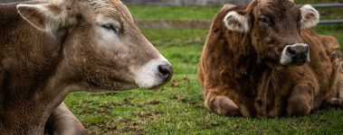 Farm Sanctuary was co-founded by Gene Baur and Lorri Houston in 1986 when they rescued Hilda, their first sheep. It was the first sanctuary of its kind, focusing wholly on rescuing and advocating for animals farmed for food.

Farm Sanctuarys website states its mission is to fight the disastrous effects of animal agriculture on animals, the environment, social justice, and public health through rescue, education, and advocacy. 

Today, they have sanctuaries in New York and California and at any given time are caring for almost 1,000 animals. The sanctuaries attract thousands of visitors, interns, and volunteers each year. The New York shelter boasts over 275 acres of rolling pastures, forests, an education centre, and accommodation for guests, and the Southern California shelter has 26 acres. Educational events about animals are held at each sanctuary throughout the year.