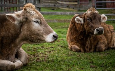 Farm Sanctuary was co-founded by Gene Baur and Lorri Houston in 1986 when they rescued Hilda, their first sheep. It was the first sanctuary of its kind, focusing wholly on rescuing and advocating for animals farmed for food.

Farm Sanctuarys website states its mission is to fight the disastrous effects of animal agriculture on animals, the environment, social justice, and public health through rescue, education, and advocacy. 

Today, they have sanctuaries in New York and California and at any given time are caring for almost 1,000 animals. The sanctuaries attract thousands of visitors, interns, and volunteers each year. The New York shelter boasts over 275 acres of rolling pastures, forests, an education centre, and accommodation for guests, and the Southern California shelter has 26 acres. Educational events about animals are held at each sanctuary throughout the year.