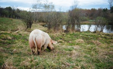 Farm Sanctuary was co-founded by Gene Baur and Lorri Houston in 1986 when they rescued Hilda, their first sheep. It was the first sanctuary of its kind, focusing wholly on rescuing and advocating for animals farmed for food.

As of 2023, Farm Sanctuary’s website states that its mission is to “fight the disastrous effects of animal agriculture on animals, the environment, social justice, and public health through rescue, education, and advocacy.” Today, they have sanctuaries in New York and California and at any given time are caring for almost 1,000 animals.

The sanctuaries attract thousands of visitors, interns, and volunteers each year. The New York shelter boasts 275 acres of rolling pastures, forests, an education centre, and accommodation for guests, and the Southern California shelter has 26 acres. Educational events about animals are held at each sanctuary throughout the year.