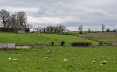 Forrest and Friends is a farmed animal sanctuary and pig shelter established by two veterinarians, Sofie and Dimitri, in Belgium in 2017. Dimitri spent his childhood on a farm, but growing up, he saw that the lives of farmed animals and companion animals, such as dogs and cats, were valued completely differently by society. Not accepting this distinction for himself, he eventually became vegan and involved himself in animal rights. After volunteering at animal shelters since childhood and becoming veterinarians, Dimitri and his partner Sofie established the Forrest and Friends sanctuary and shelter, offering homes to animals rescued from the livestock industry or who were neglected or dumped.

As of 2020, Forrest and Friends had approximately 30 animal caretakers committed to over 300 animals residing on their 11-hectare property. Many of the chickens, ducks, geese, cattle, sheep, goats, pigs and other species living there are permanent residents of the sanctuary. Forrest and Friends is also recognized as a pig shelter by the Belgium government, and they take in unwanted or neglected pigs and roosters, often former pets, offering them a safe home while seeking out new, caring and responsible homes for them.

Forrest and Friends believes that all animals deserve a life like the animals at the sanctuary and works towards a future where animals are not used for human purposes. Forrest and Friends conducts tours and educational outreach to the general public based on the guiding principle that we can live happily and healthily without harming others.