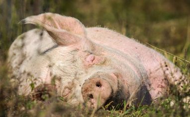 Rescued pig resident at Farm Sanctuary.