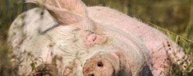 Rescued pig resident at Farm Sanctuary.