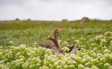 A photograph of two grey geese in a green field of white flowers.