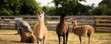 Co-founded by Marie Sebestova in 2015, Farma Nadeje (Hope Farm) is a vegan farmed animal sanctuary in the village of Dobrovitov in Czechia's Central Bohemian Region. The sanctuary aims to educate people that farmed animals are fundamentally the same as companion animals, and experience the same degrees of love, joy and pain. According to their website, the sanctuary was built from scratch on a plot of bare land. As of 2023, it offers homes to more than 120 rescued farmed animals including lambs, sheep, goats, pigs, llamas, hens, roosters, cattle, turkeys, cats and dogs.

Through events, school and public lectures, Farma Nadeje endeavours to introduce the public to farmed animal issues and the impact of animal agriculture on natural ecosystems. The sanctuary encourages the public to adopt an ethical lifestyle and to think of farmed animals as thinking and feeling beings rather than mere commodities in the service of humans.