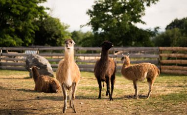 Co-founded by Marie Sebestova in 2015, Farma Nadeje (Hope Farm) is a vegan farmed animal sanctuary in the village of Dobrovitov in Czechia's Central Bohemian Region. The sanctuary aims to educate people that farmed animals are fundamentally the same as companion animals, and experience the same degrees of love, joy and pain. According to their website, the sanctuary was built from scratch on a plot of bare land. As of 2023, it offers homes to more than 120 rescued farmed animals including lambs, sheep, goats, pigs, llamas, hens, roosters, cattle, turkeys, cats and dogs.

Through events, school and public lectures, Farma Nadeje endeavours to introduce the public to farmed animal issues and the impact of animal agriculture on natural ecosystems. The sanctuary encourages the public to adopt an ethical lifestyle and to think of farmed animals as thinking and feeling beings rather than mere commodities in the service of humans.