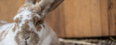 Since it was established in 2004 by Jenny Brown and Doug Abe, Woodstock Farm Sanctuary in upstate New York has welcomed over 3,000 animals and helped save thousands of others. As of 2024, the sanctuary is home to nearly 400 rescued animals, including cows, pigs, goats, rabbits, chickens, sheep, turkeys, ducks, geese, and guinea fowl. Woodstocks mission is to end animal use in agriculture, provide sanctuary and lifelong care to rescued farm animals, and educate the public about the harms of animal farming. Rescued animals at Woodstock are respected as individuals and live dignified lives in peace, freedom, and joy.

The sanctuary advocates for animal rights in unison with other social justice movements, collaborating with dozens of local and international organizations, and travelling throughout the USA to rescue farmed animals from neglect, abuse, and death. It has educated thousands of people about the realities of modern animal agriculture through public tours, educational programs, and online content.

During tours, visitors are encouraged to meet the kinds of animals commonly exploited in animal agriculture, learn the rescued residents origin and rescue stories, and see how they have thrived at the sanctuary. Woodstock advocates for veganism and the reduction of suffering for all.